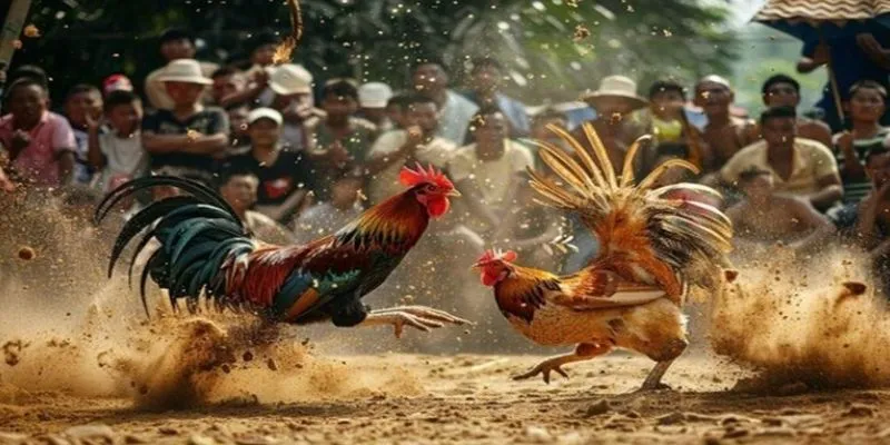 Bảo mật thông tin và giao dịch an toàn khi chơi cá cược đá gà